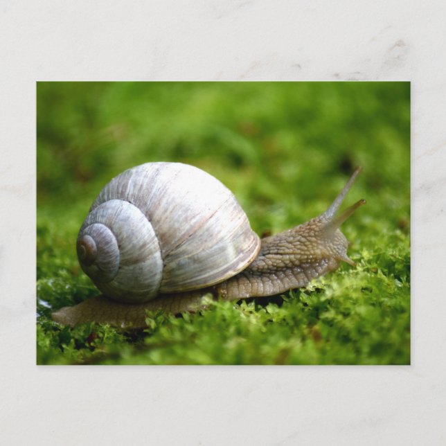 Carte postale Photo Snail (Devant)