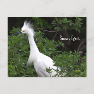 Carte postale Photo Snowy Egret