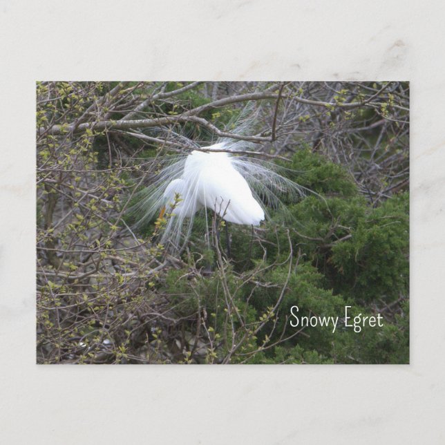 Carte postale Photo Snowy Egret (Devant)