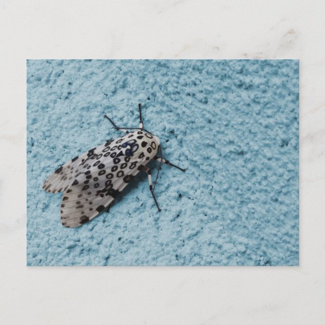 Carte Postale Photo Snowy Leopard Moth (Devant)