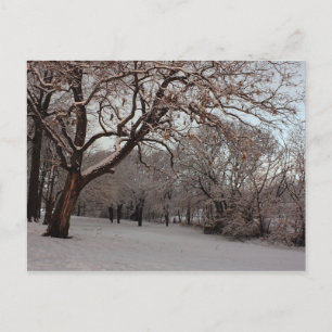 Carte postale photo Snowy Woods