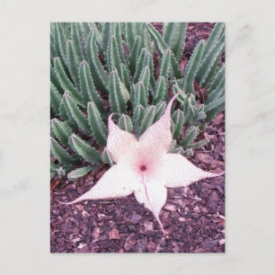 Carte Postale Photo Starfish Cactus