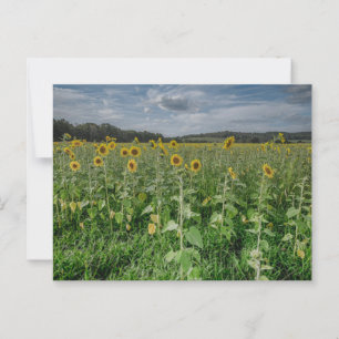 Carte postale Photo "Sunflower Field"