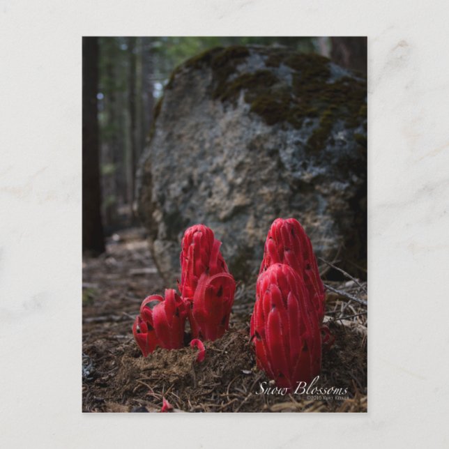 Carte Postale Photo sur les fleurs de neige (Devant)