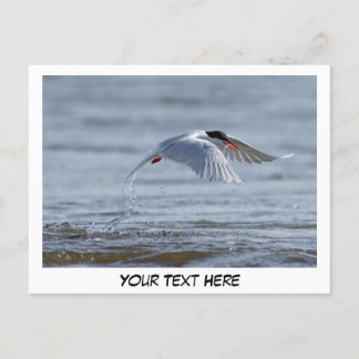 Carte postale photo Tern nature