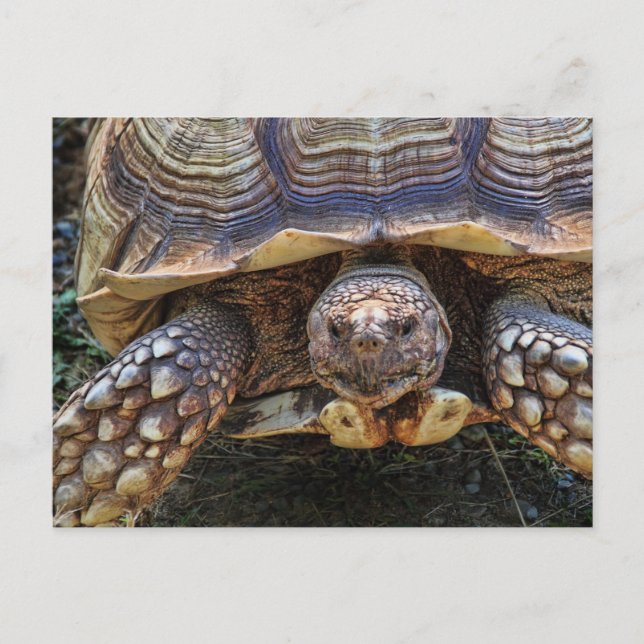 Carte Postale Photo Tortoise (Devant)