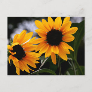 Carte Postale Photo tournesol