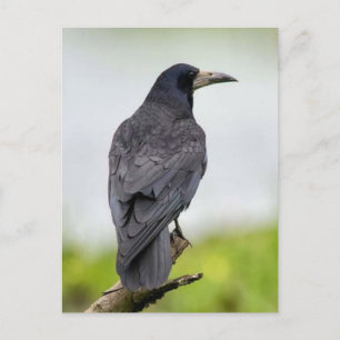 Carte postale photo vintage