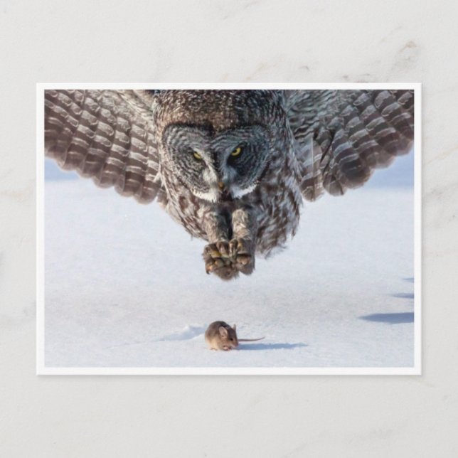 Carte postale photo vintage (Devant)