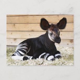 Carte postale photo vintage