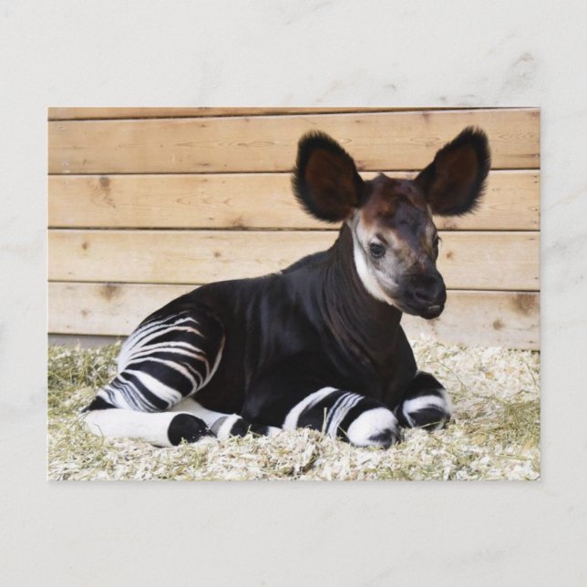 Carte postale photo vintage (Devant)