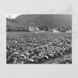 Carte Postale Photo vintage d'un champ de tabac au honduras