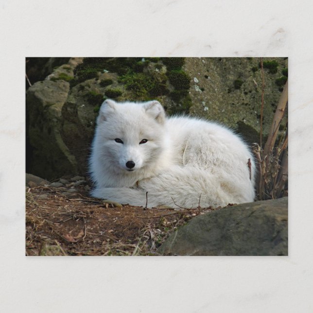 Carte Postale Photo White Fox (Devant)