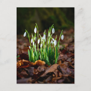 Carte postale Photo White Snowdrops
