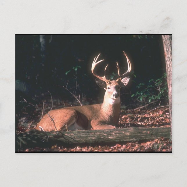 Carte Postale Photo White Tail Deer Buck (Devant)