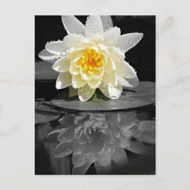 Carte Postale Photo White Water Lily (Devant)