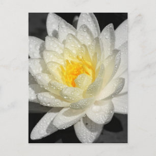Carte Postale Photo White Water Lily