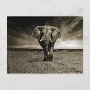 Carte Postale Photo Wildlife Bull Elephant