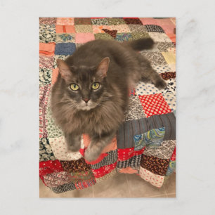 Carte postale Photo "Willow Cat Sitting"