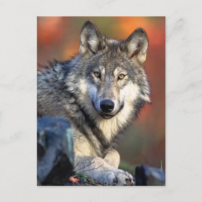 Carte Postale Photo Wolf (Devant)