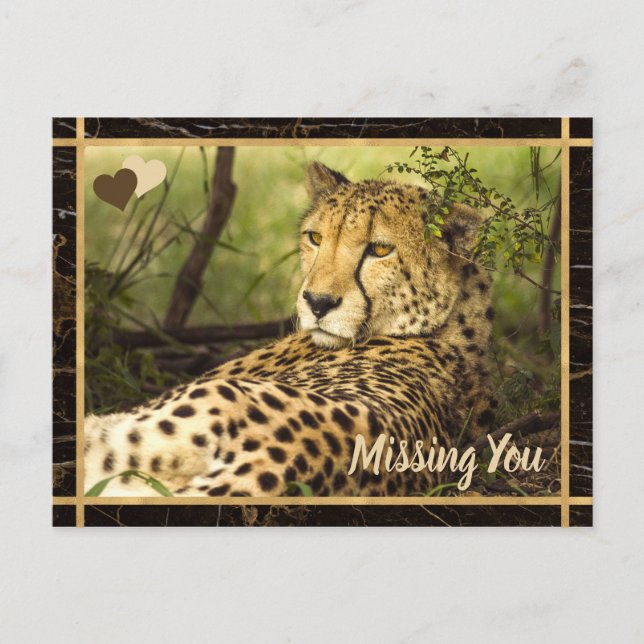 Carte Postale Photo You Missing Cheetah (Devant)