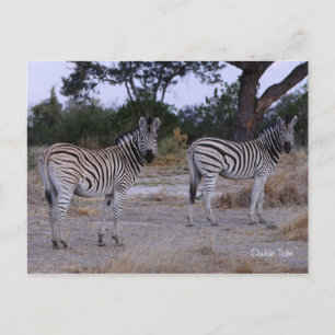 Carte Postale Photo Zebra Double Take