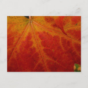 Carte Postale Photographie abstraite de la feuille d'érable roug