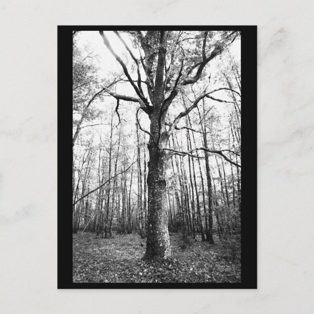 Carte postale Photographie Arbre (Devant)