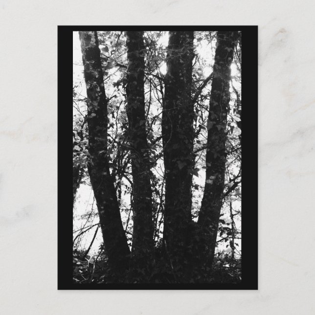 Carte postale Photographie Arbre (Devant)