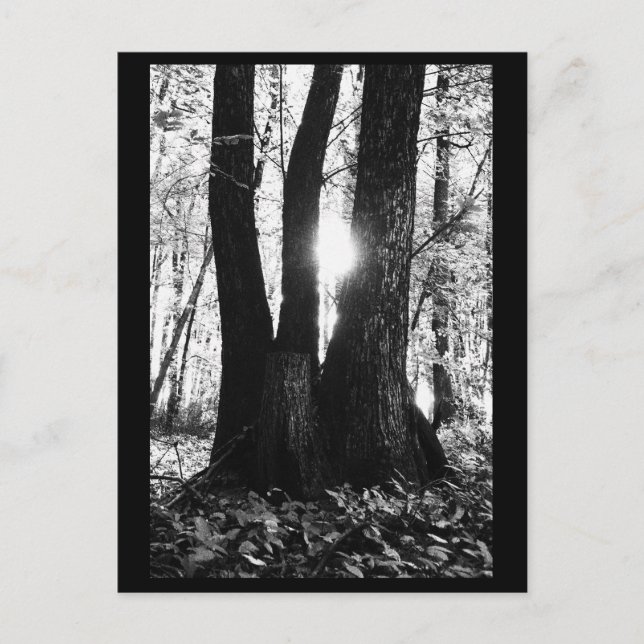 Carte postale Photographie Arbre (Devant)