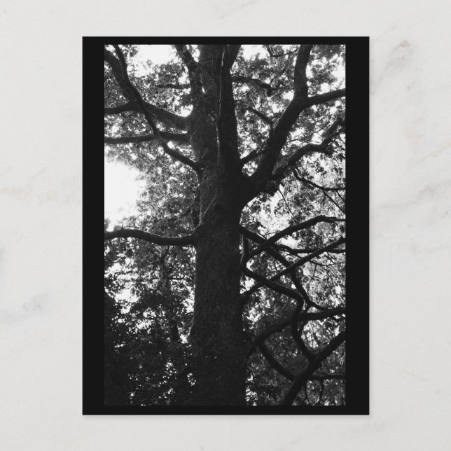 Carte postale Photographie Arbre (Devant)