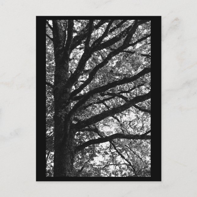 Carte postale Photographie Arbre (Devant)
