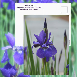 Carte Postale Photographie botanique florale d'Iris violet