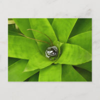 Photographie botanique verte de Bromeliad