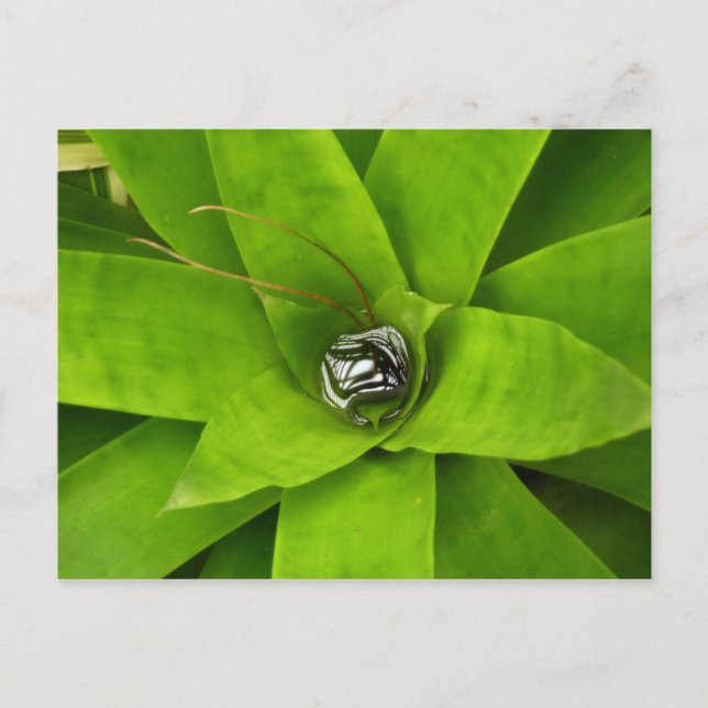 Carte Postale Photographie botanique verte de Bromeliad (Devant)