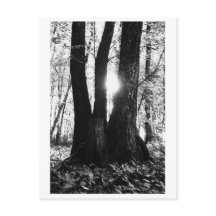 Photographie d'arbre - Oriana