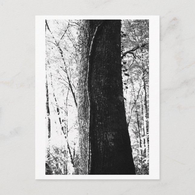 Carte Postale Photographie d'arbres - Boisé (Devant)