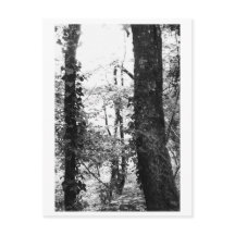 Photographie d'arbres - Nikki