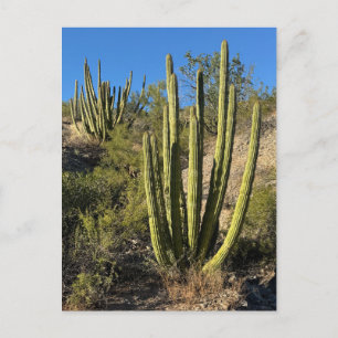 Carte Postale Photographie d'art fine de Cactus tuyau d'orgue