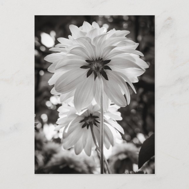 Carte Postale Photographie d'art noir et blanc de Dahlias (Devant)