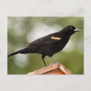 Carte Postale Photographie de Blackbird à ailes rouges