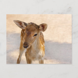 Carte Postale Photographie de cerfs fantaisistes en forêt