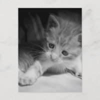 Photographie de chaton noir et blanc