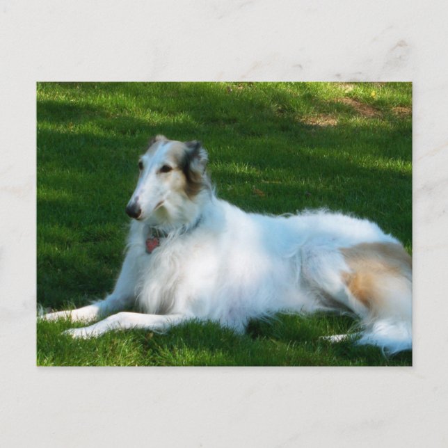 Carte postale Photographie de Chien "Borzoi" (Devant)