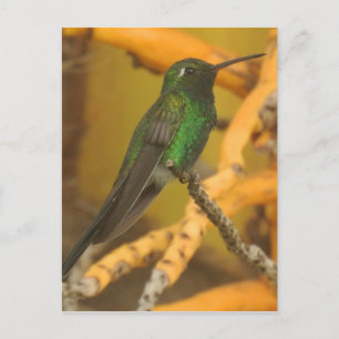 Carte Postale Photographie de colibri