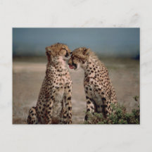 Photographie de couple de guépards