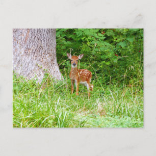 Carte Postale Photographie de faon dans les bois
