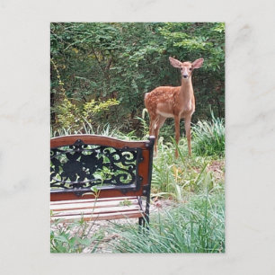 Carte Postale Photographie de faon de cerf dans un jardin herbeu
