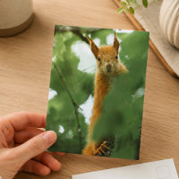 Photographie de faune forestière à écureuil roux