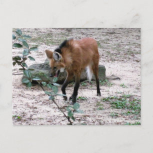 Carte Postale Photographie de faune sauvage du loup à crinière
